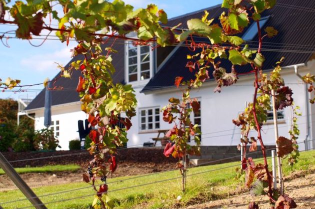 Oplev dansk vingård i Kolding