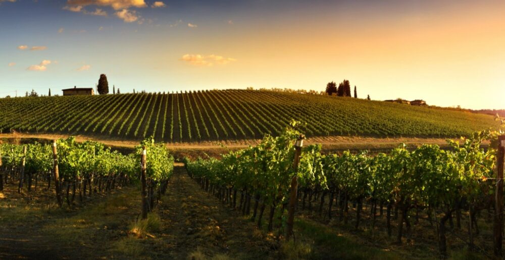 Vinmark